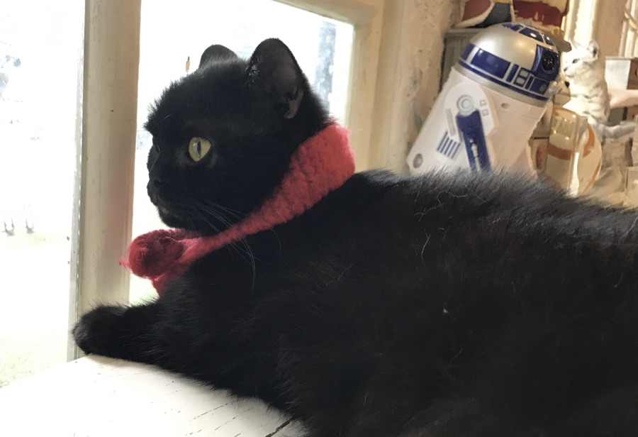 A real black cat