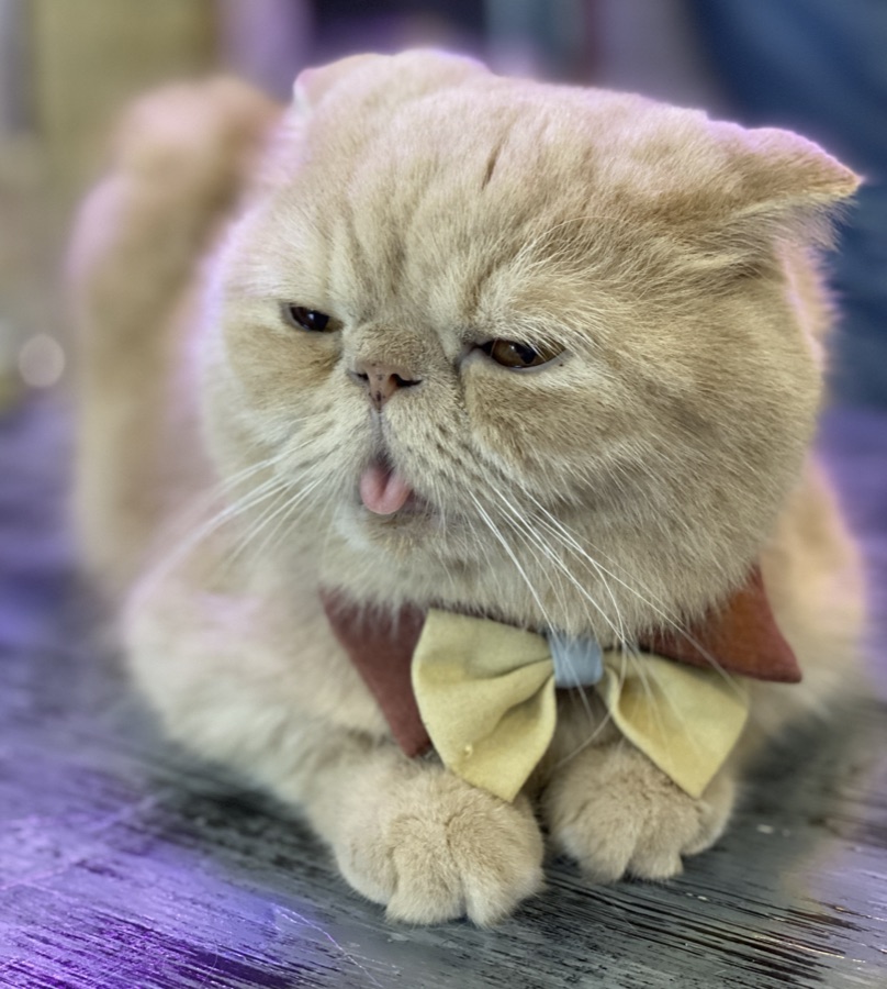 A real cat