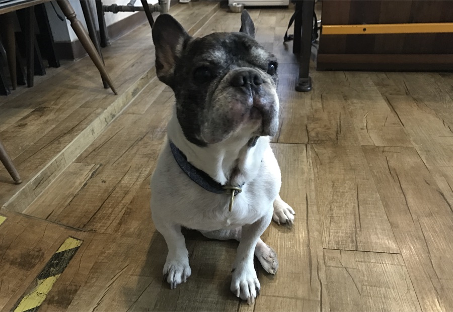 A real dog