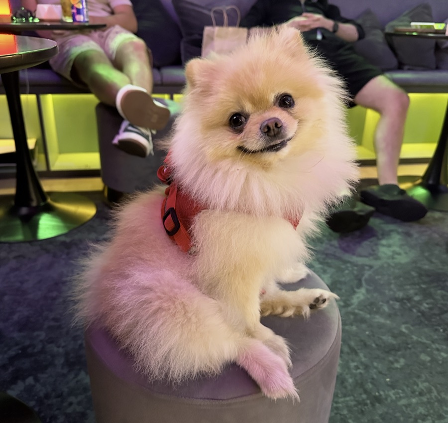 A real pomeranian